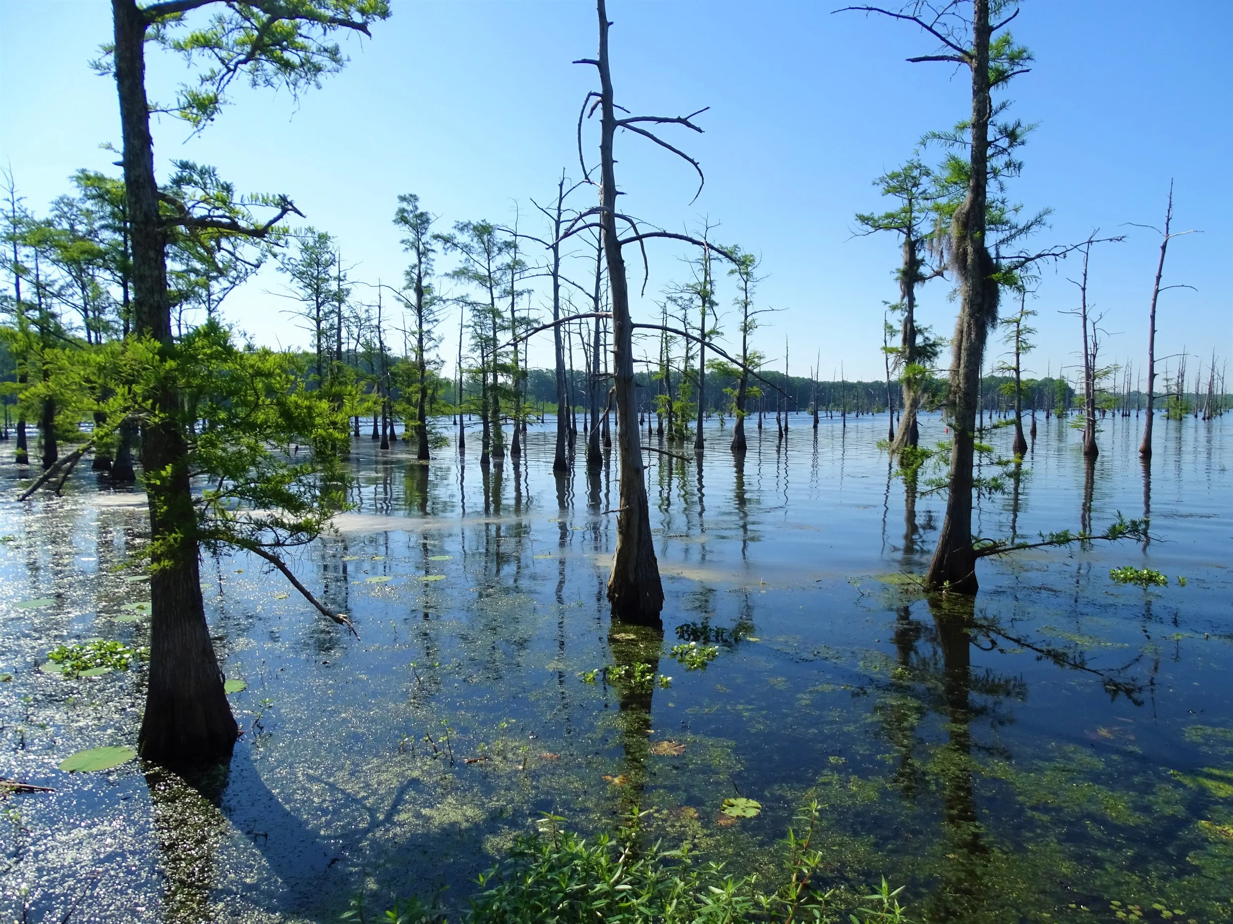 Underground sea 、Tropical、Bayou Louisiana: Get a Closeup View of Nature at the Black Bayou